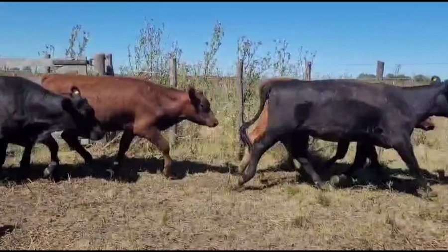 Lote 50 Novillitos y vaquillonas