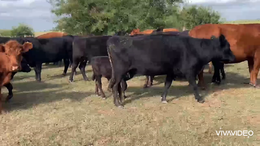 Lote 32 Vacas nuevas C/ cria en Chascomús, Buenos Aires