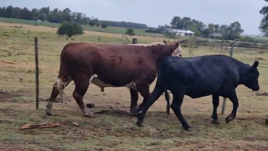Lote Toros a remate en Pantalla Camy 570kg - , San José