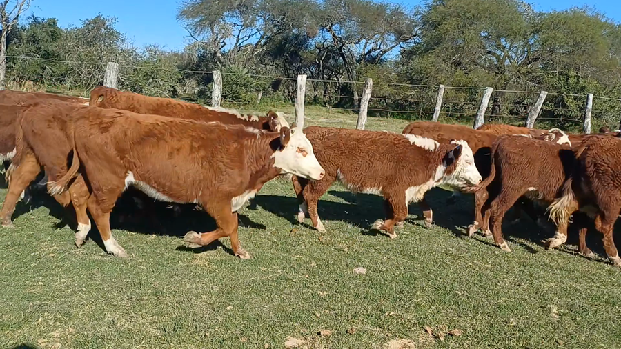 Lote 70 Terneras en Entre Ríos, San José de Feliciano