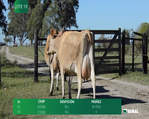 Lote VACAS EN PRODUCCIÓ PI