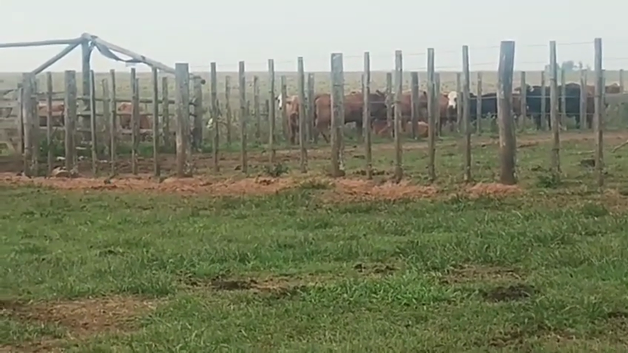 Lote 65 Vacas de invernar