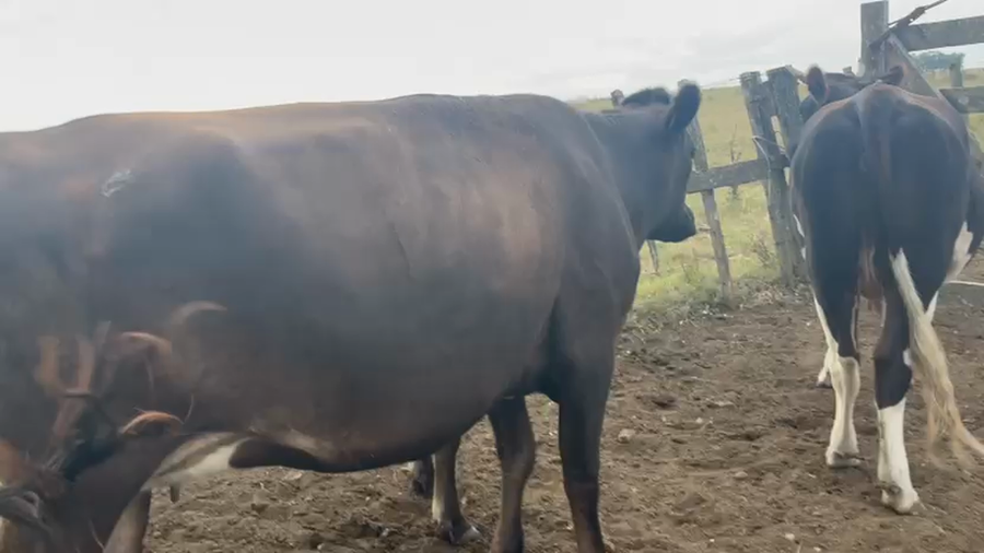 Lote 3 Vaquillonas  a remate en Pantalla Camy, San José