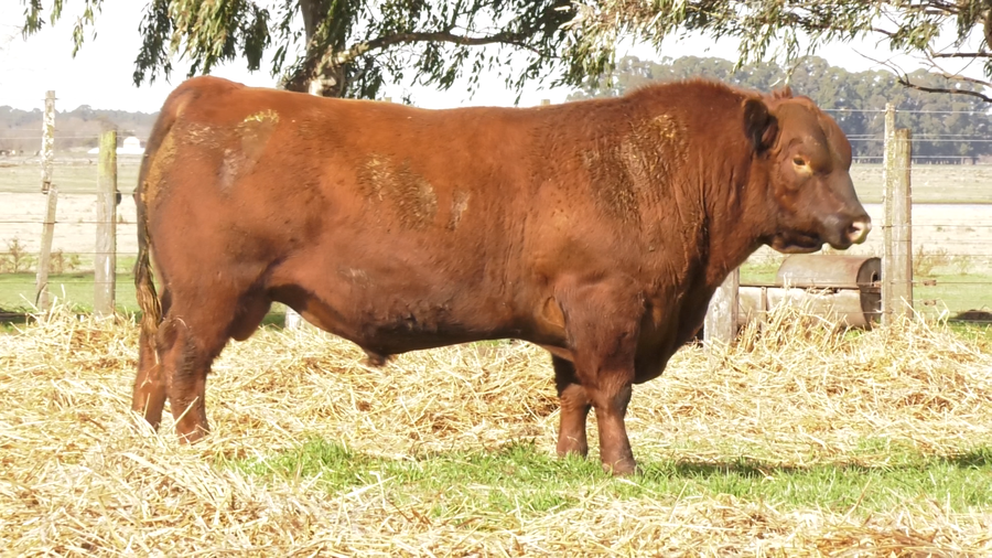 Lote TOROS PUROS POR CRUZA