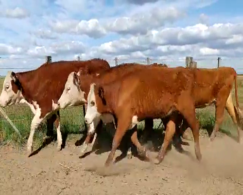 Lote 36 Vaquillonas en Laprida, Buenos Aires