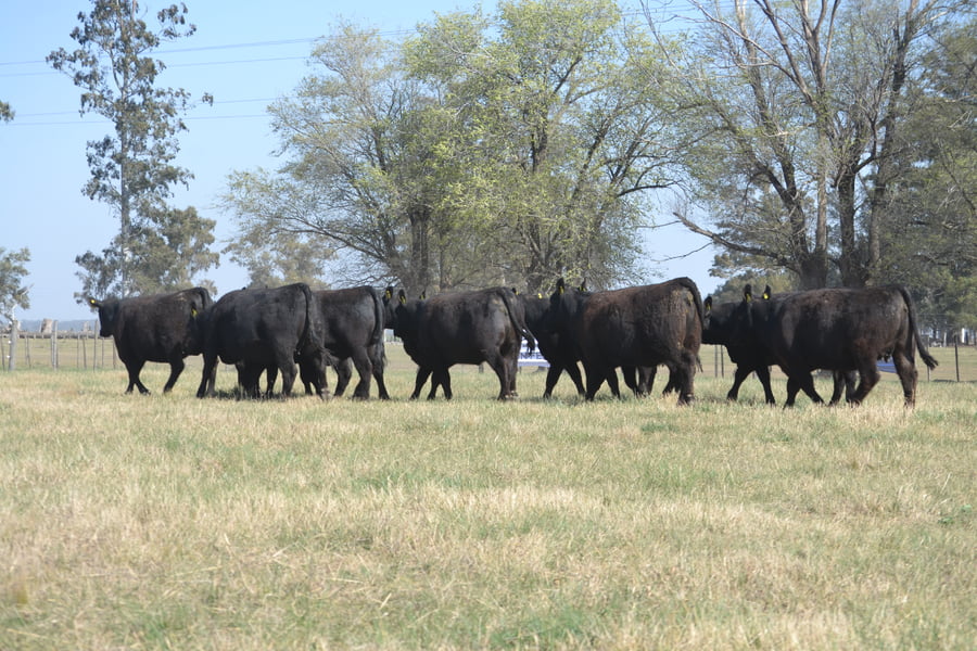 Lote CABAÑA  " DON FELIX " VAQUILLONAS ANGUS P.C.