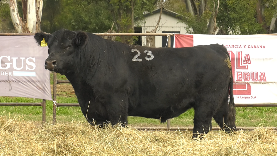 Lote TOROS ANGUS NEGROS  PC