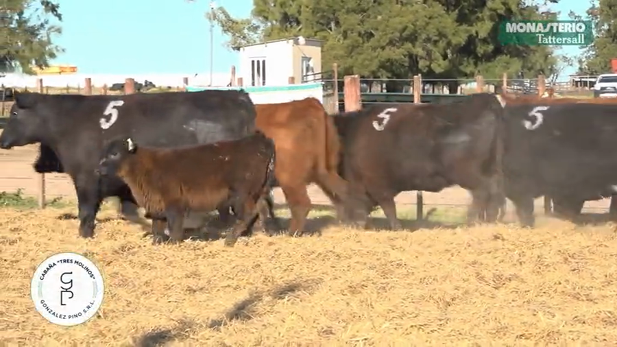 Lote Vaquillas  con Crias Tres Molinos