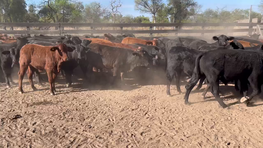 Lote 100 Terneros/as en Juan José Castelli, Chaco