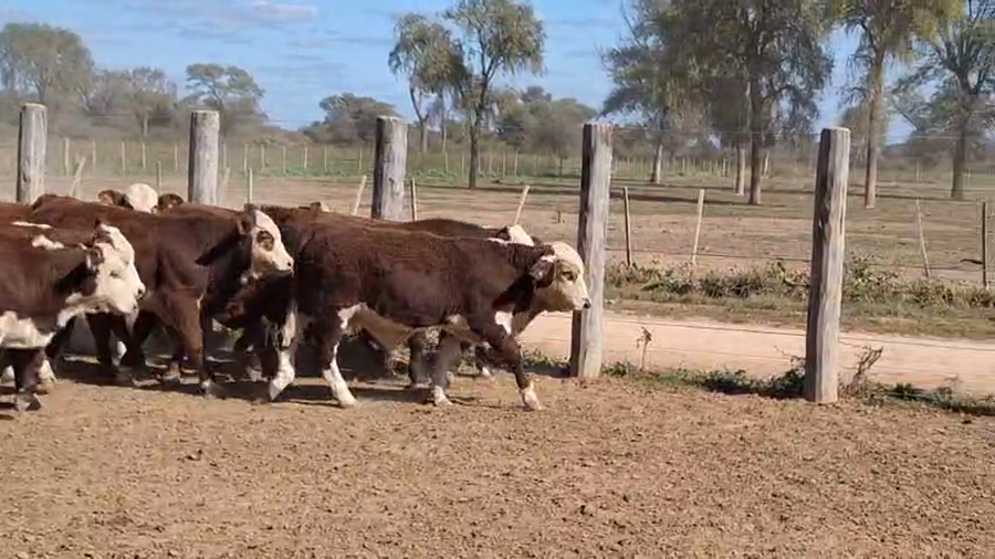 Lote 75 Terneros en Santiago del Estero, Campo Gallo