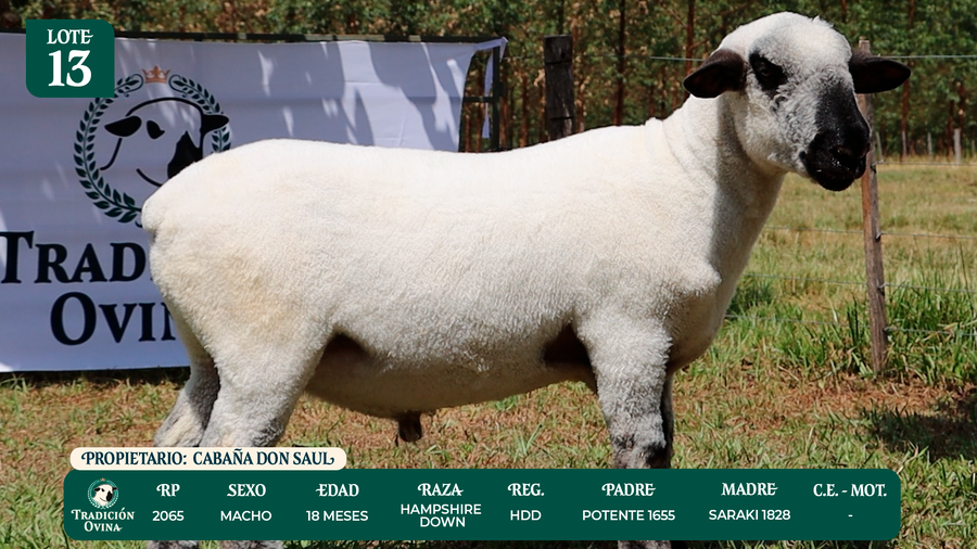 Lote LOTE 13