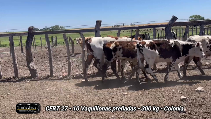 Lote 7 Terneros en La Horqueta, Colonia