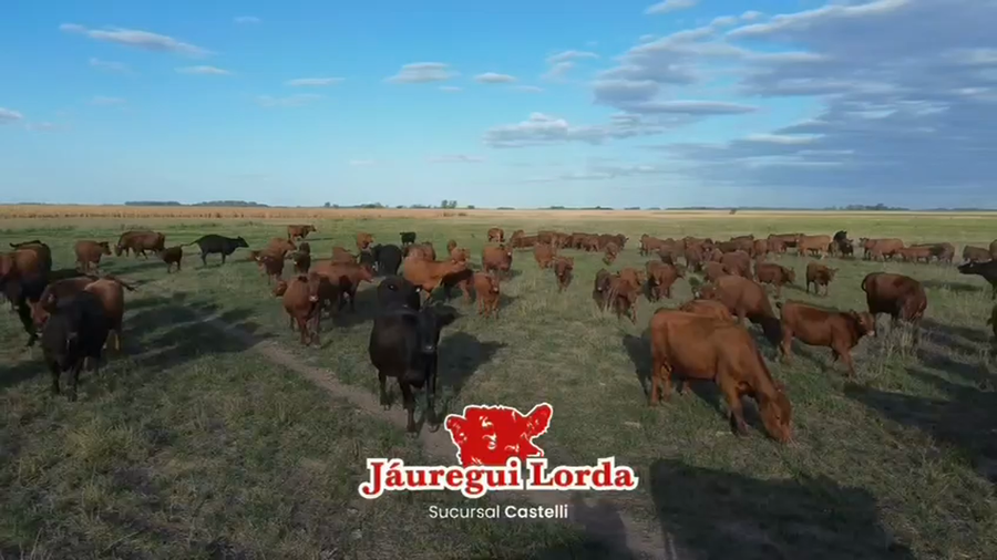 Lote 40 Vacas C/ gtia de preñez