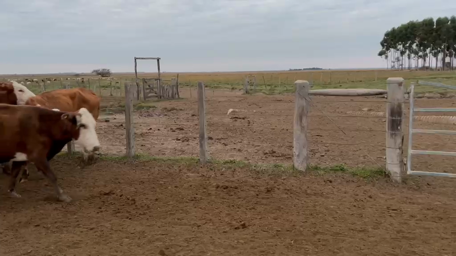 Lote 34 Vacas Conserva