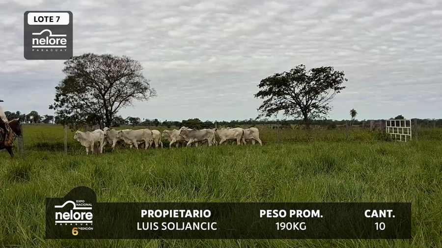 Lote LOTE 7