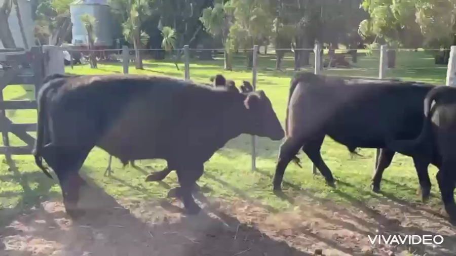 Lote 35 Novillitos