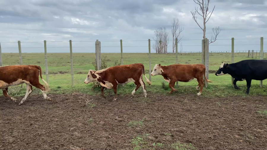 Lote 46 Vaquillonas 1 a 2 años en Treinta y Tres