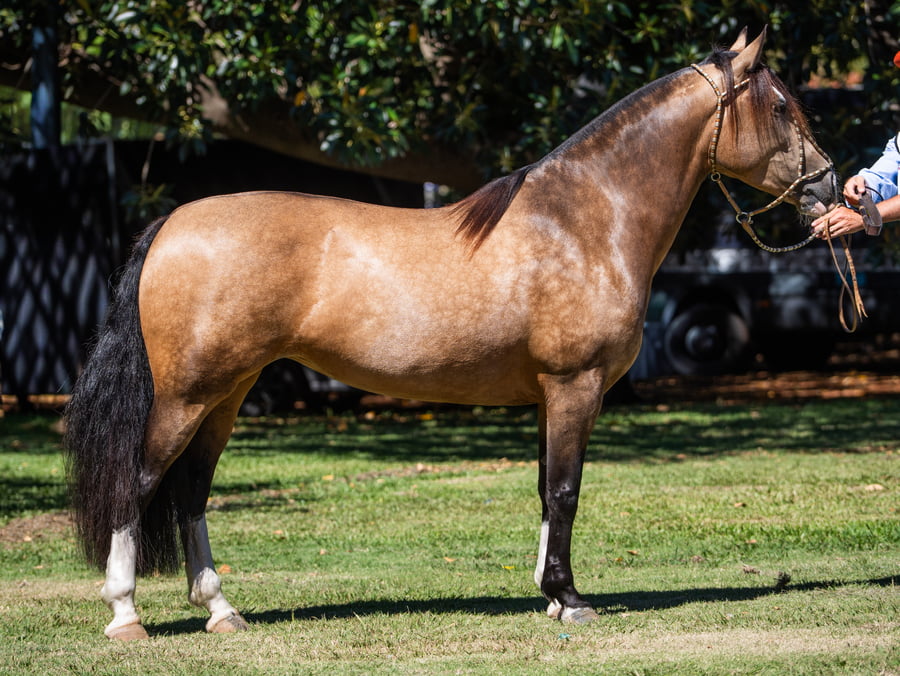 Lote AÑORANZA MOURIÑA