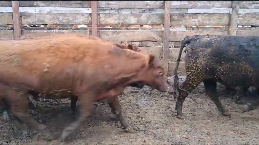 Lote 20 Vaquilla Gorda en Los Ángeles, VIII Región Biobío