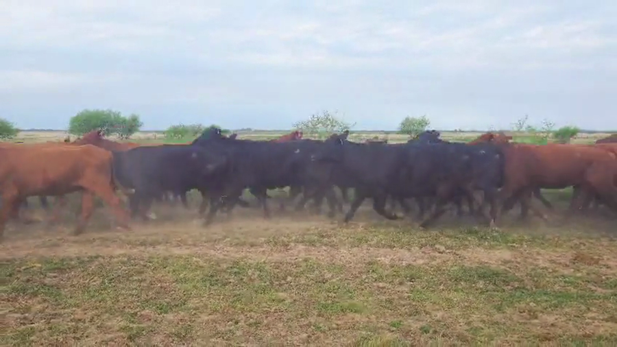 Lote 88 Vacas nuevas Preñadas en Santa Fe, Coronda