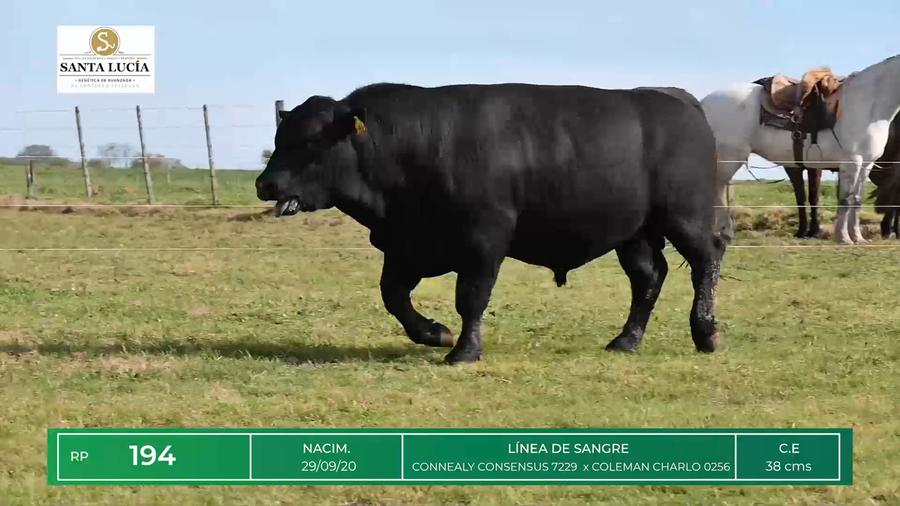 Lote TOROS ANGUS