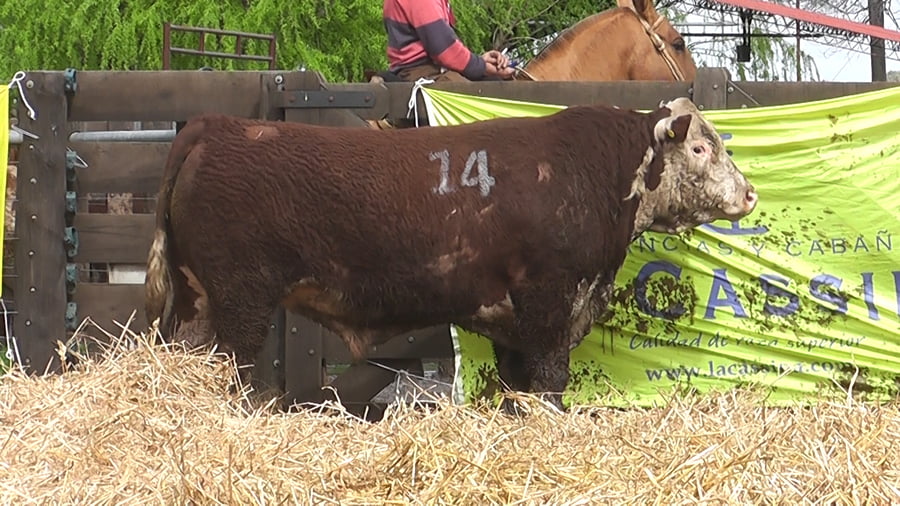 Lote TOROS P. HEREFORD PR