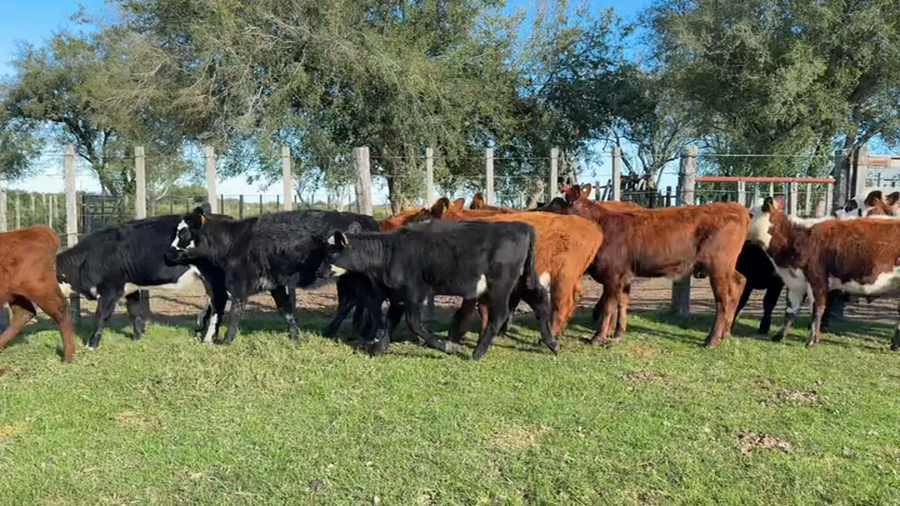 Lote TERNERAS