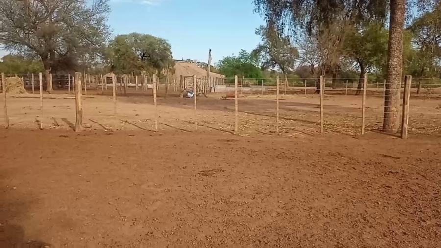 Lote 136 Terneros/as en Laguna Yema, Formosa