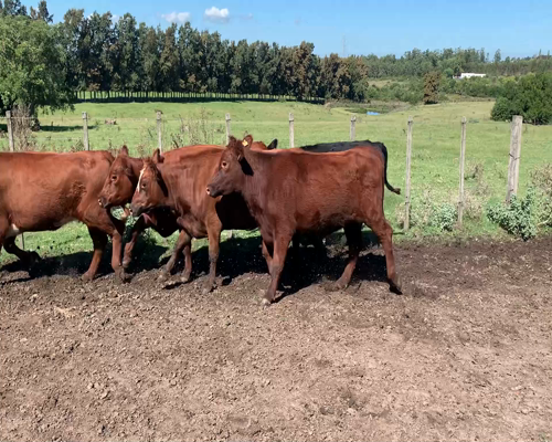 Lote Vaquillonas preñadas