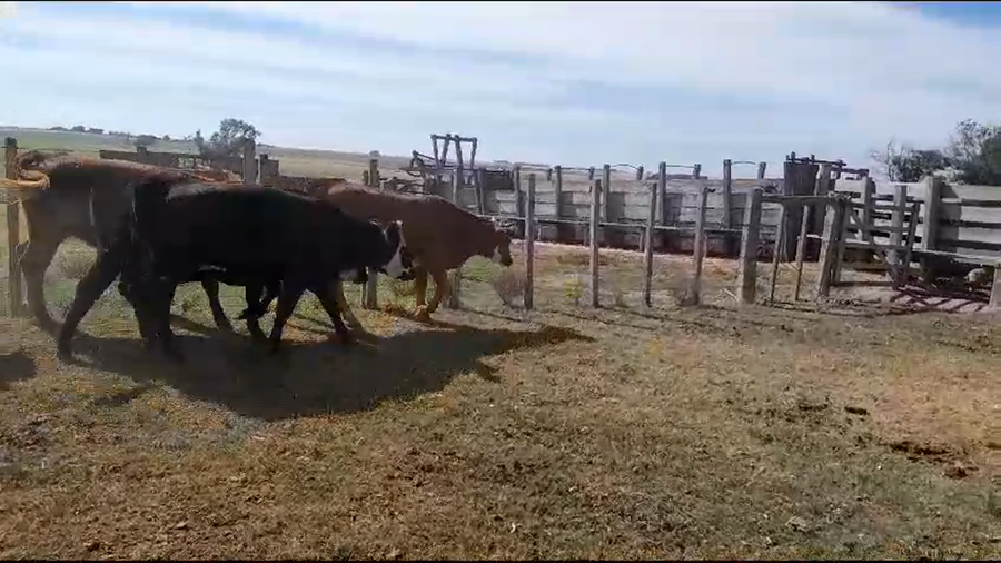 Lote 15 vaquillonas angus y hereford