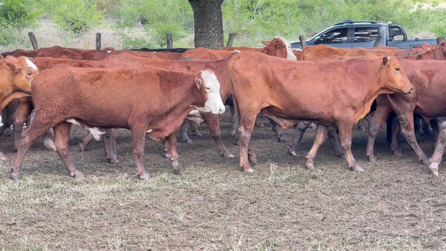 Lote 100 Novillos