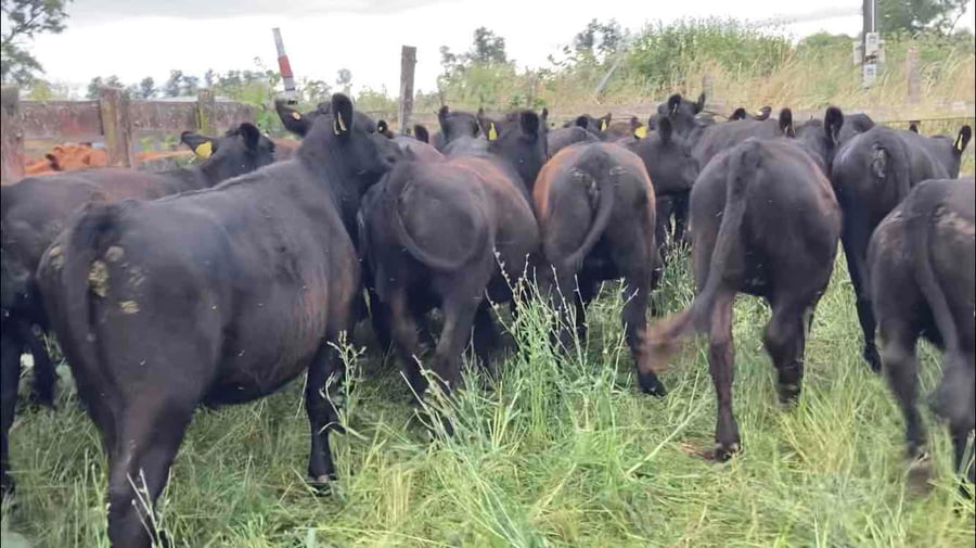 Lote 23 Vaquilla Engorda en Río Negro, X Región Los Lagos
