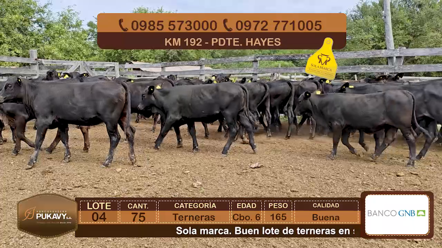 Lote Terneras Cbo 6