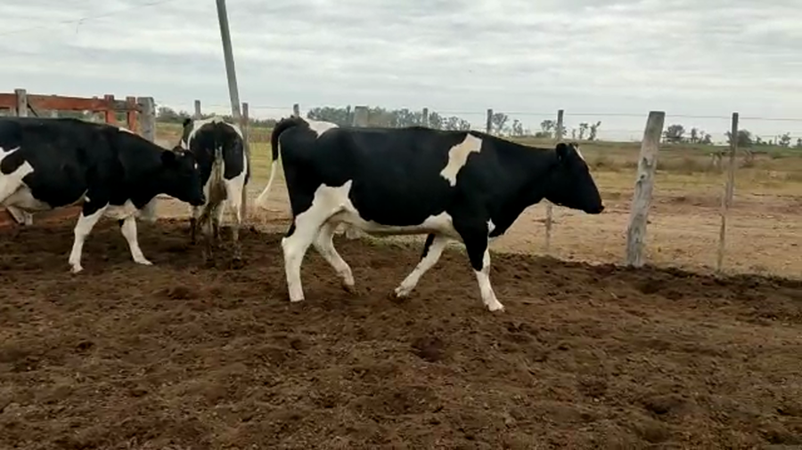 Lote Vaquillonas Preñadas - El Chiru