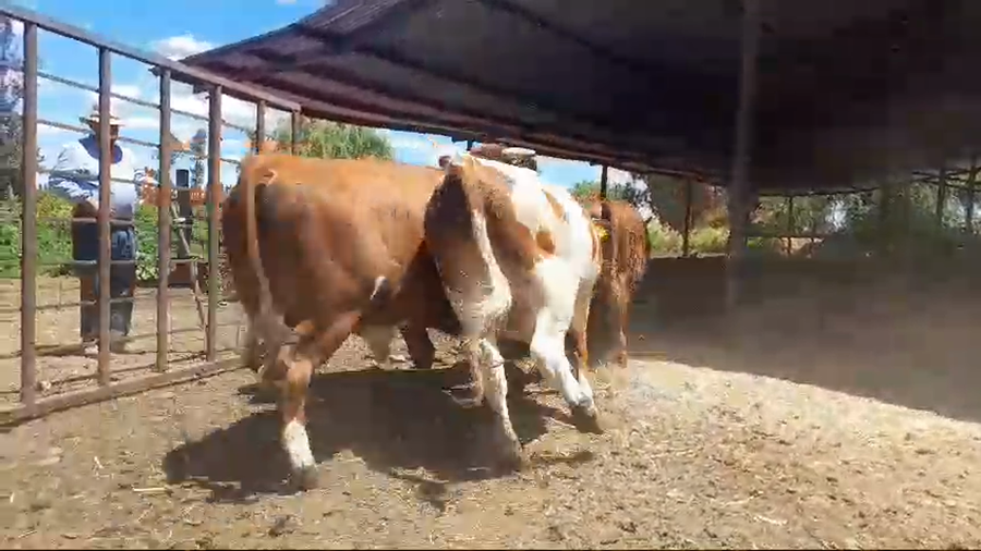 Lote 45 Novillo Gordo en Yerbas Buenas, VII Región Maule