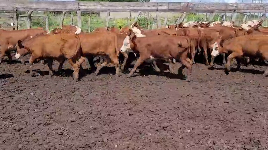 Lote 60 Terneros/as en Entre Ríos, Villaguay