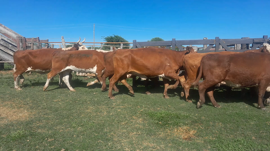 Lote 71 Vacas de invernar en Corrientes, Curuzú-Cuatiá