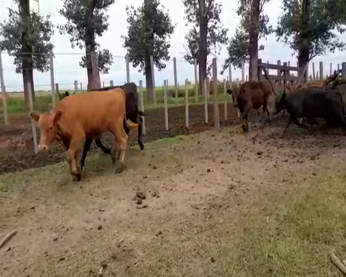 Lote 75 Terneros en Rojas, Buenos Aires