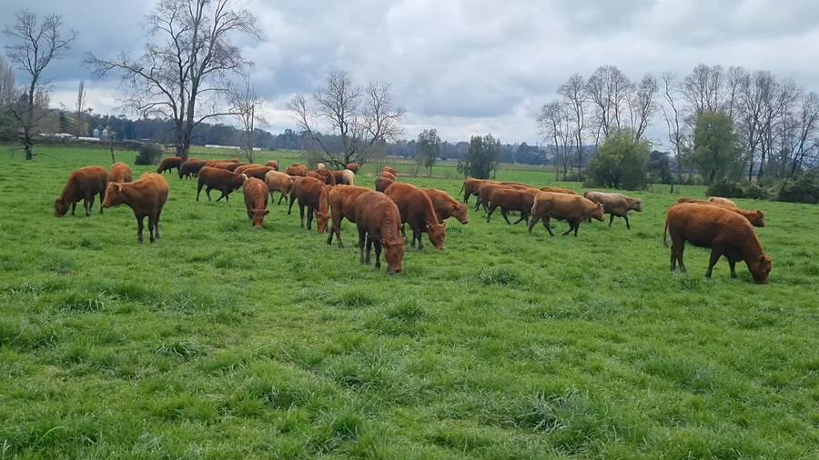 Lote 70 Ternera en Vilcún, IX Región Araucanía