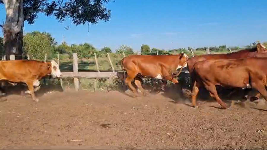 Lote 81 Novillos
