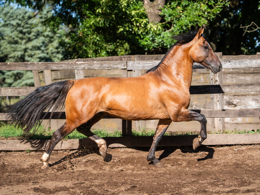 Lote REPUBLICANO BALADOR