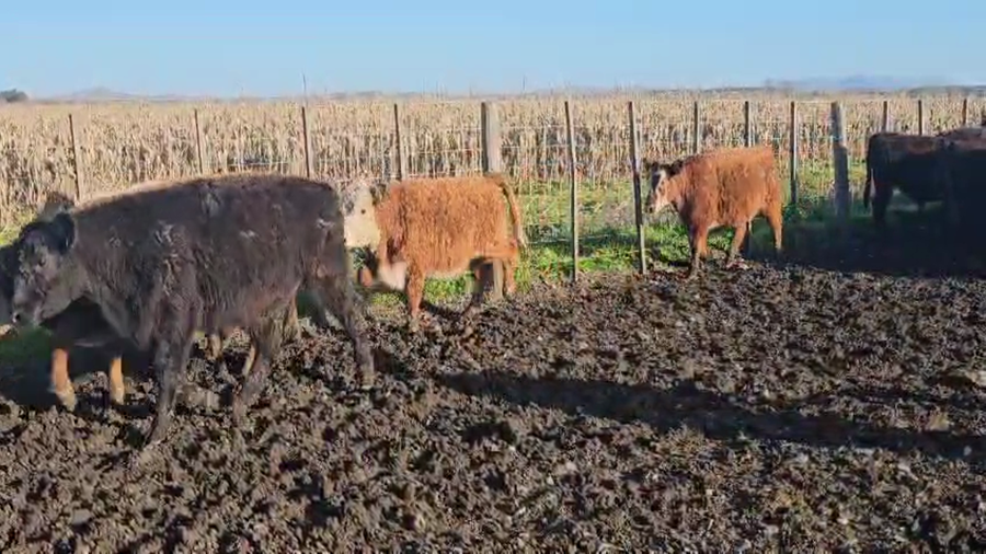 Lote 60 Terneros/as en Tandil