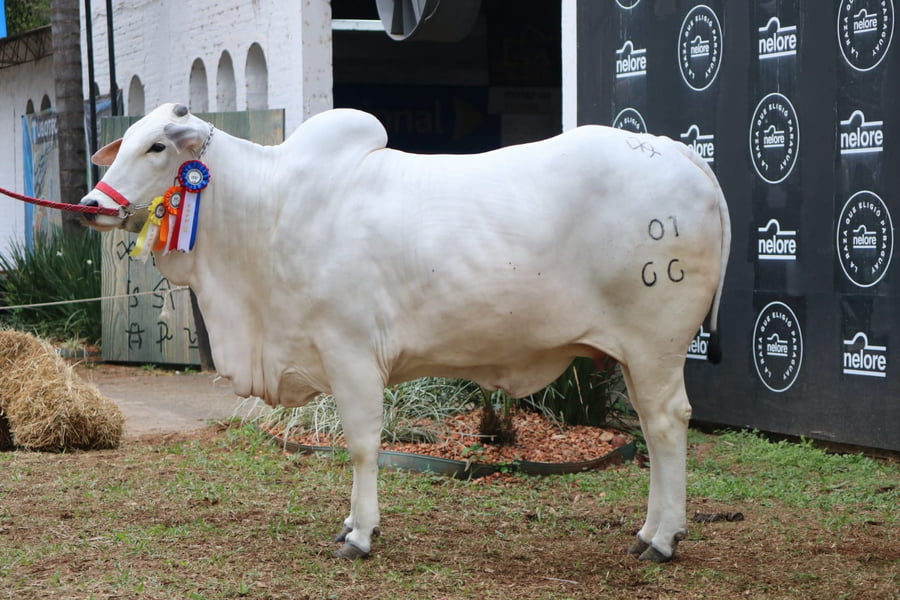Lote Nelore a Bozal Expo Internacional 2022 RP 66- Lote 19