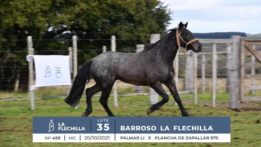 Lote BARROSO LA FLECHILLA
