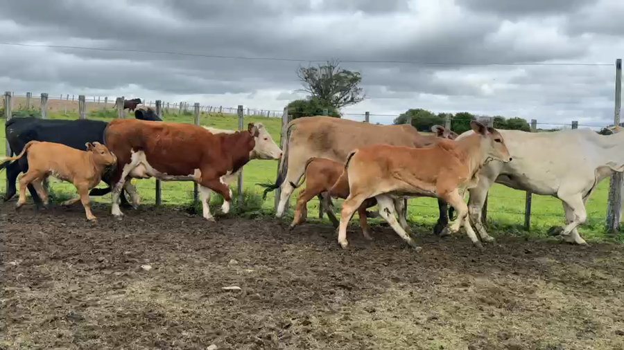 Lote PIEZA DE CRIA