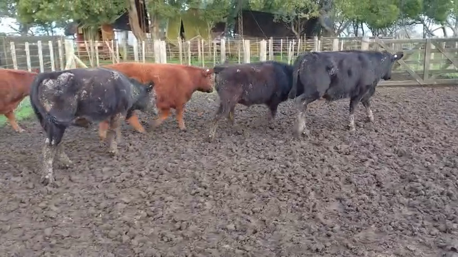 Lote 100 Novillitos y vaquillonas en Coronel Vidal