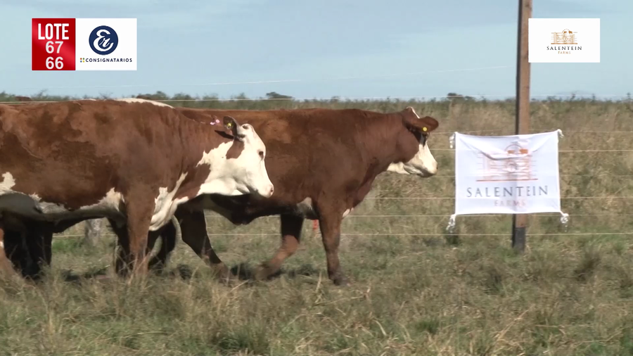 Lote Vacas Braford Generales-S´16/17/18 Parición Octubre/Noviembre 2022