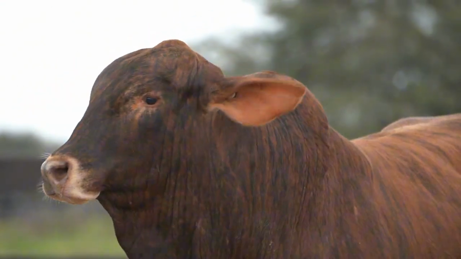Lote Toros Brangus