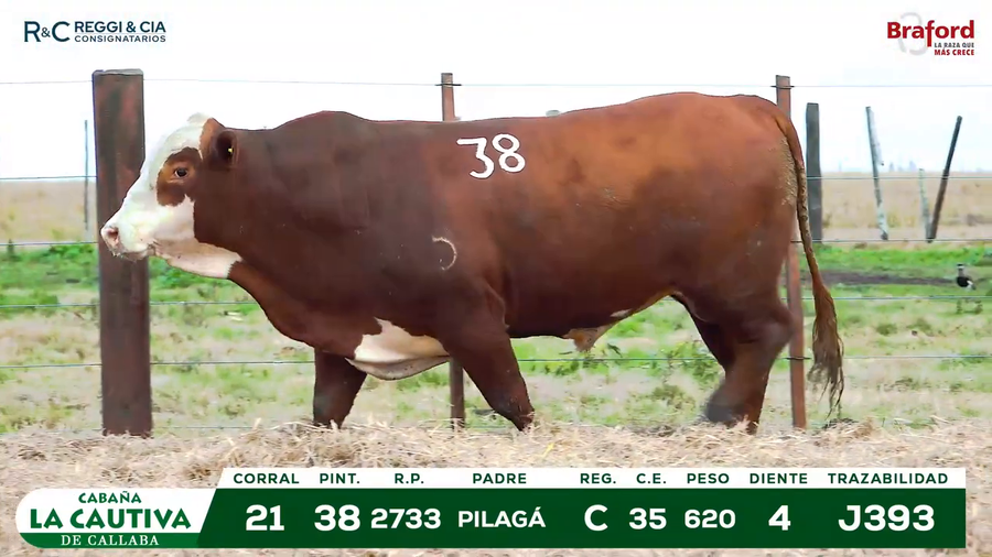 Lote TOROS BRAFORD  REGISTRADOS Cabaña La Cautiva