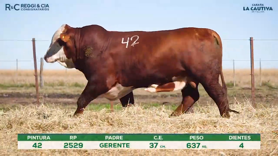 Lote Toros Braford controlados